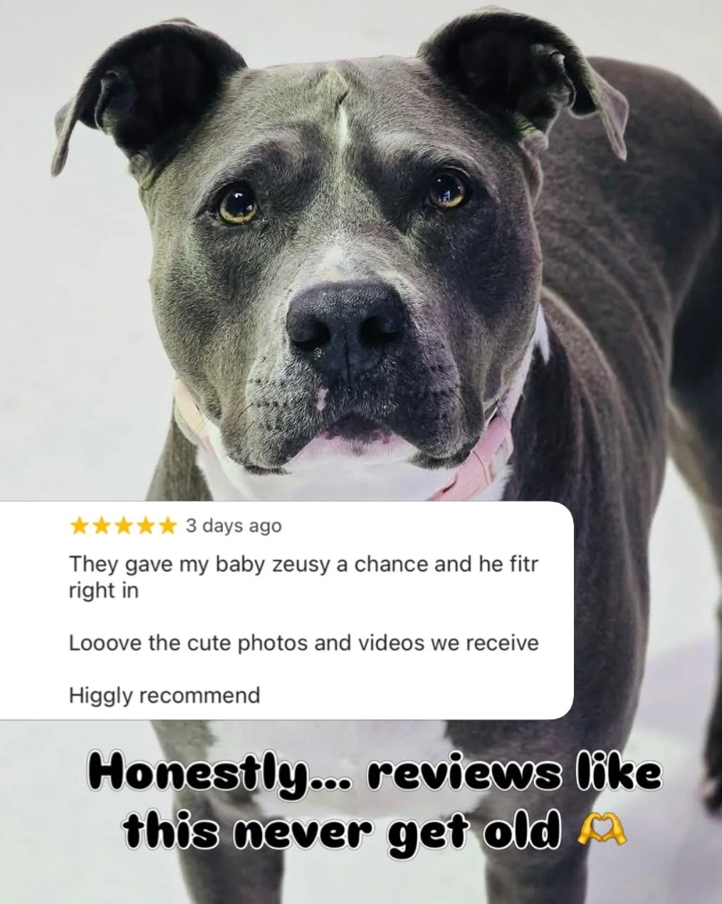 Because behind every &ldquo;happy daycare dog&rdquo; is a family putting their trust in us&hellip; sometimes with nerves, questions, or a dog who just needs the right environment, the right introductions, and people who truly see them. 🫶

At Woof n&