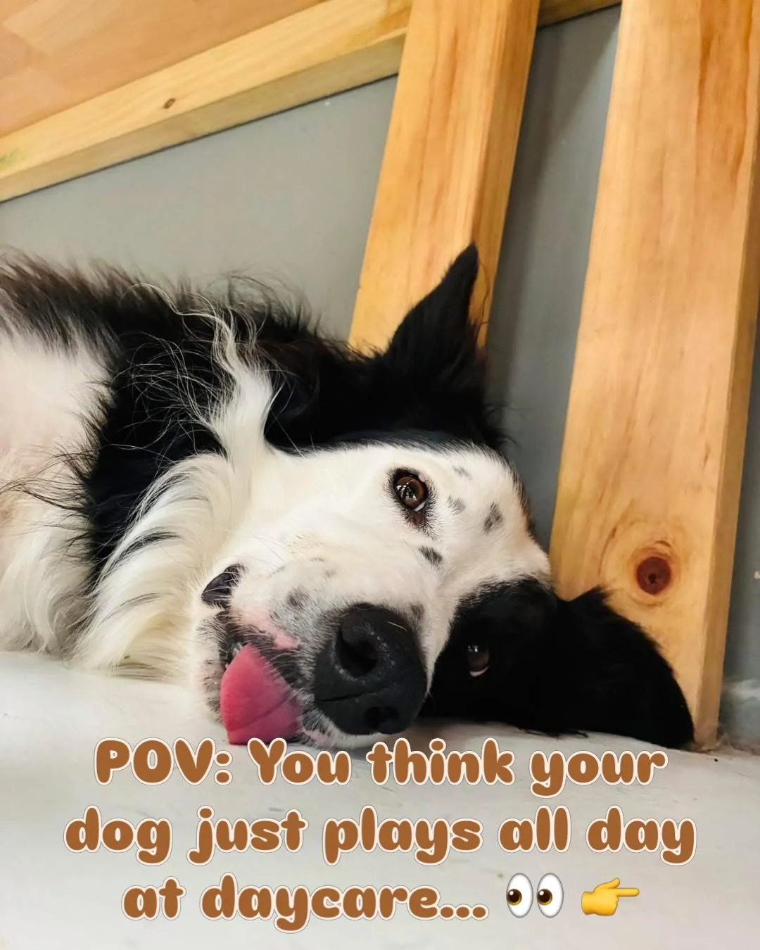 One of the biggest things we hear&hellip;

&ldquo;Oh wow&hellip; I thought daycare was just dogs running around all day.&rdquo; 😅

And honestly&hellip; fair enough. But at Woof n&rsquo; Waggle? It&rsquo;s so much more than that 💛

Our dogs enjoy&he