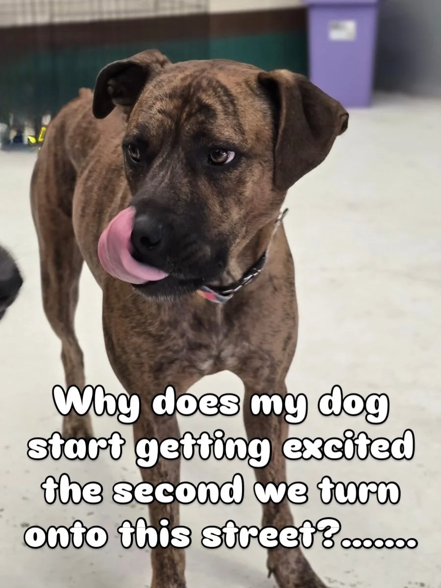 Because dogs don&rsquo;t fake excitement.
They don&rsquo;t care about logos&hellip; marketing&hellip; or fancy promises. 🤣🫶

They remember how a place makes them feel. 💚

DM us to find out more about daycare, grooming, or training 🫶

#daycare #do