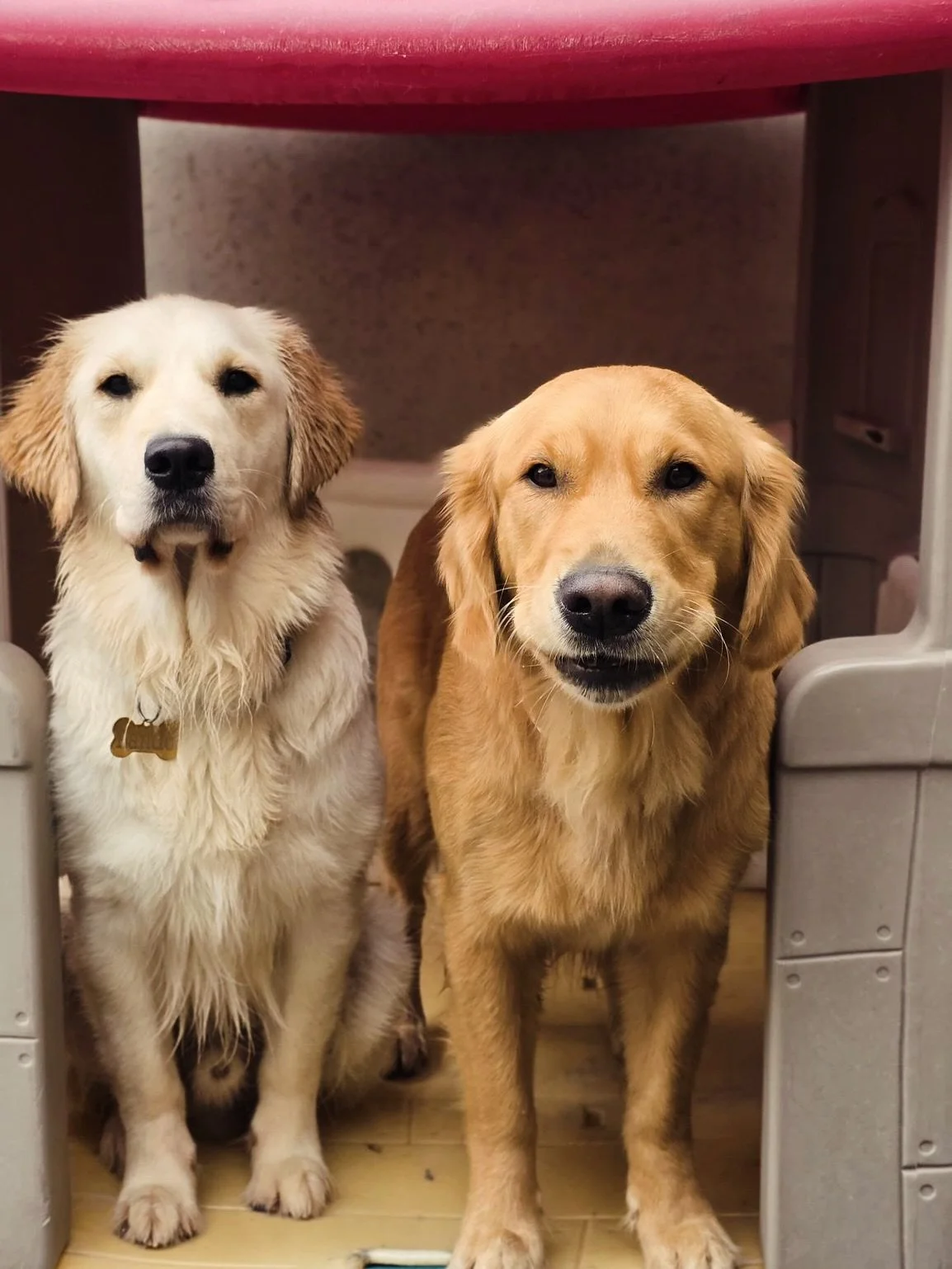 Some Friday Sweethearts 💚🐾

#daycare #photogram #dogsofinstagram #doggydaycare #perth