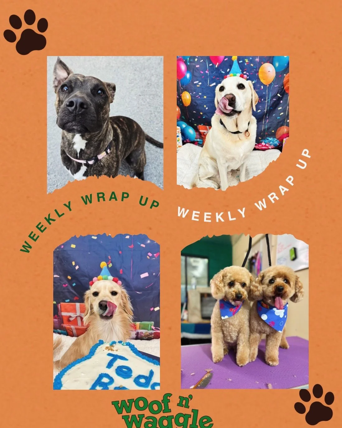 ✨ Last week at Woof n&rsquo; Waggle&hellip; ✨

What a beautiful, busy week it&rsquo;s been here at Woof n&rsquo; Waggle 💛🐾

A huge warm welcome to gorgeous Maisey, who officially joined the pack this week and completely stole our hearts from day on