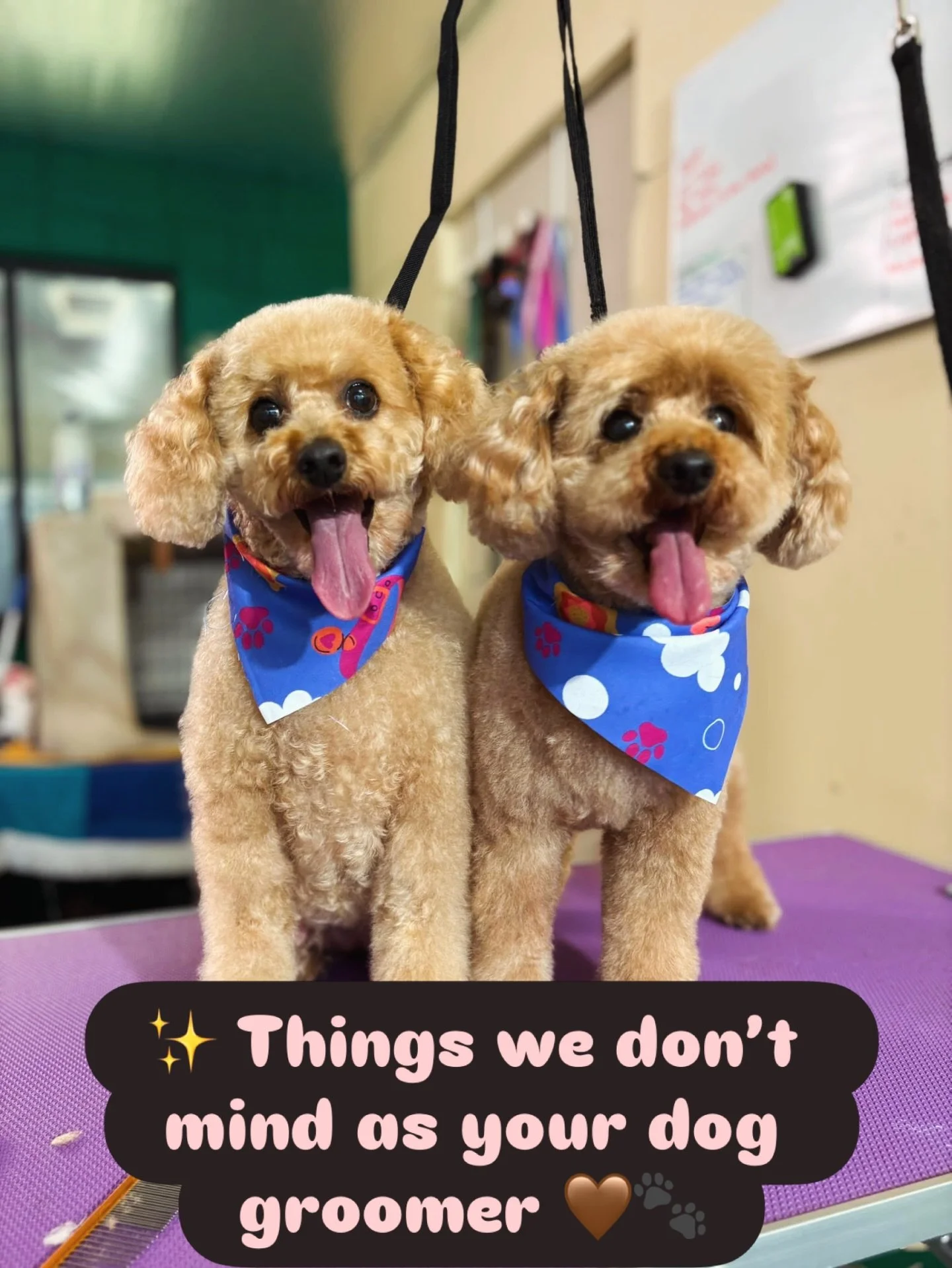 Let&rsquo;s be real&hellip; dogs will be dogs 😌🐾

At Woof n&rsquo; Waggle Grooming, we care far more about your dog feeling safe, comfortable, and genuinely enjoying the process than rushing through appointments . ✨

No judgement. Just kind, though