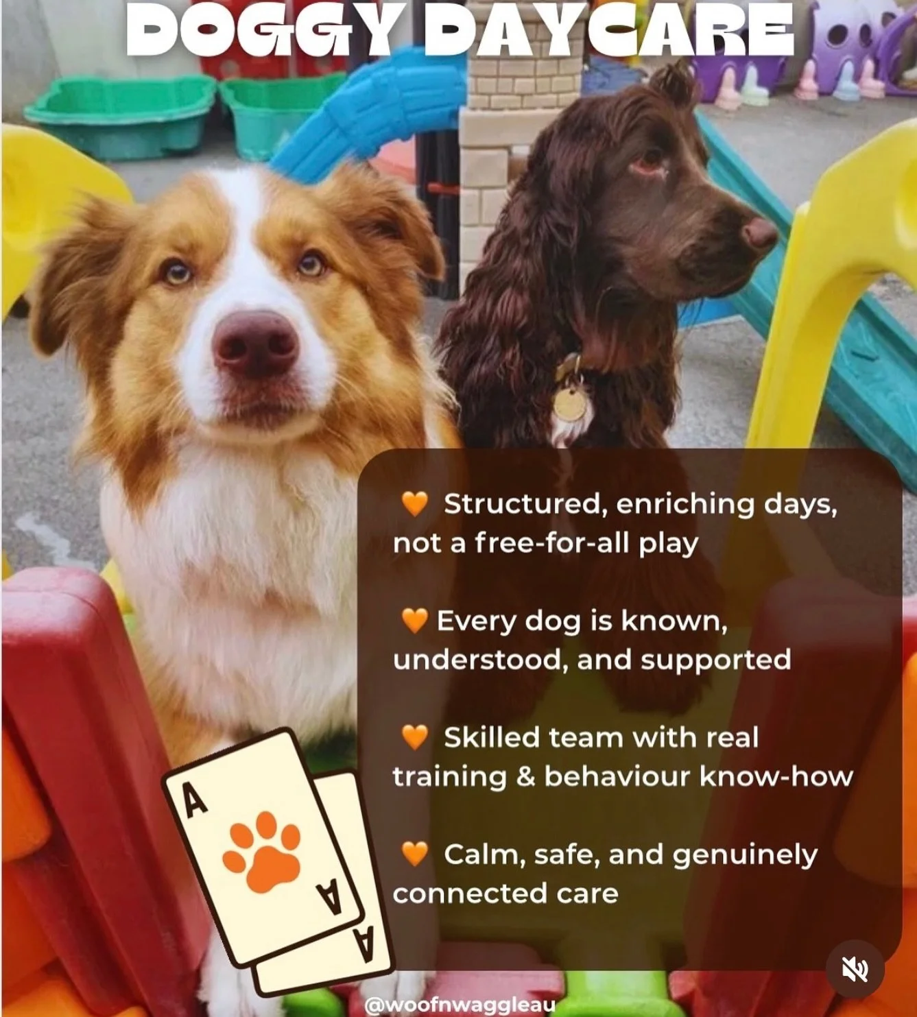 Looking for more than just daycare? 👀💛🐾

The ones who want their dogs not only to play, but to learn, grow, build confidence, and be truly understood.

At Woof n&rsquo; Waggle, training, guidance, and thoughtful leadership are woven right through 