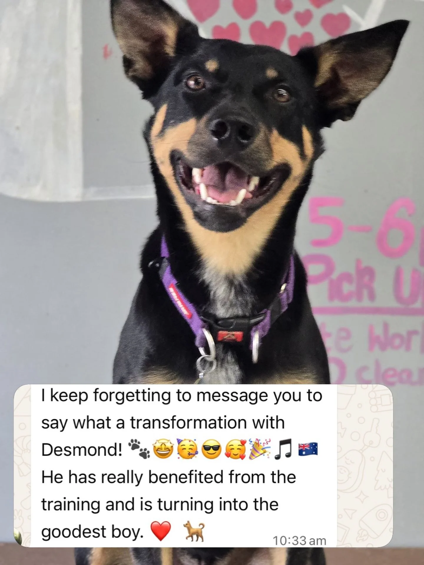 ✨✨ SPOTLIGHT ON DESMOND ✨✨

This right here is what it&rsquo;s all about. 🥹🐾

&ldquo;Just wanted to say what a transformation with Desmond, he has really benefited from the training and is turning into the goodest boy.&rdquo; 🤎

Behind every messa