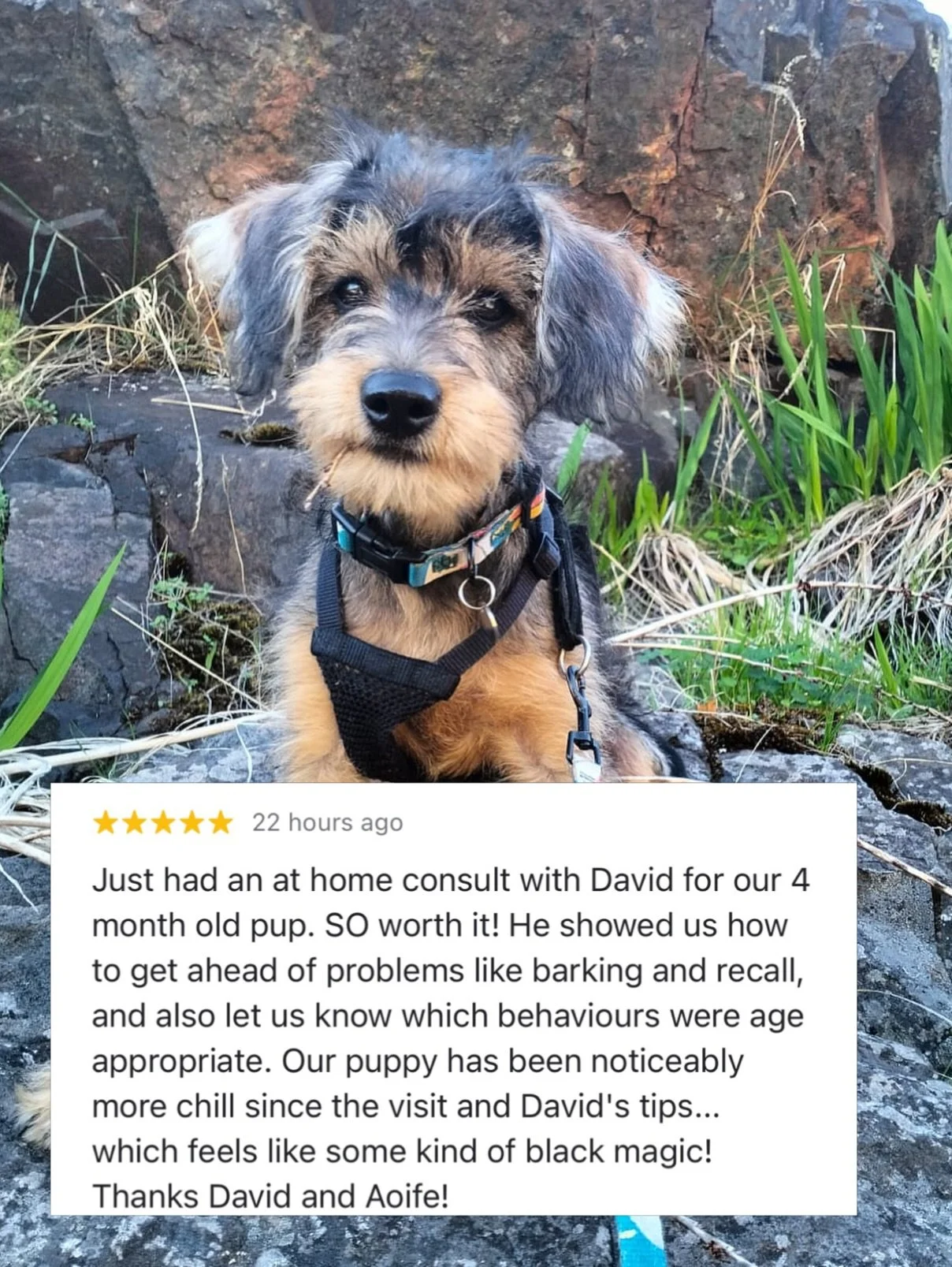 If you&rsquo;ve been thinking about booking a training consult&hellip; this might be your sign 💛

DM us to find out how 💚🐾

#training #dogtrainig #perth #dogbehaviourtraining #dogbehavior