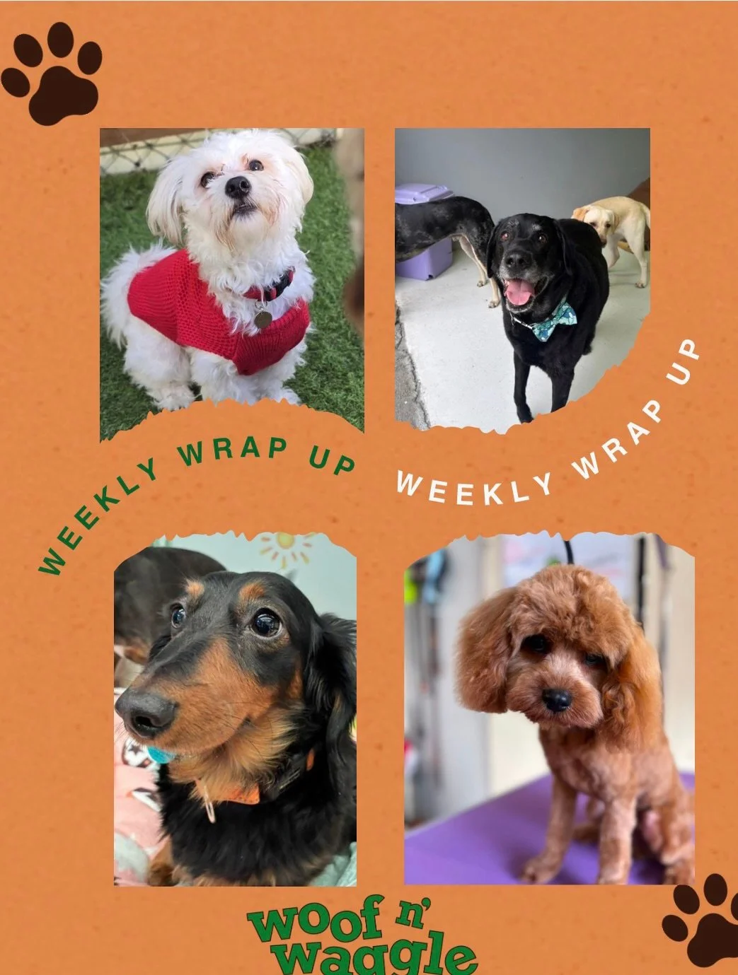 What a week it&rsquo;s been&hellip; and gosh, we just love our doggos so much 🥹

This week we&rsquo;ve been working on lots of focus work, training drills, confidence building, calm work, and learning how to work through distractions in a structured