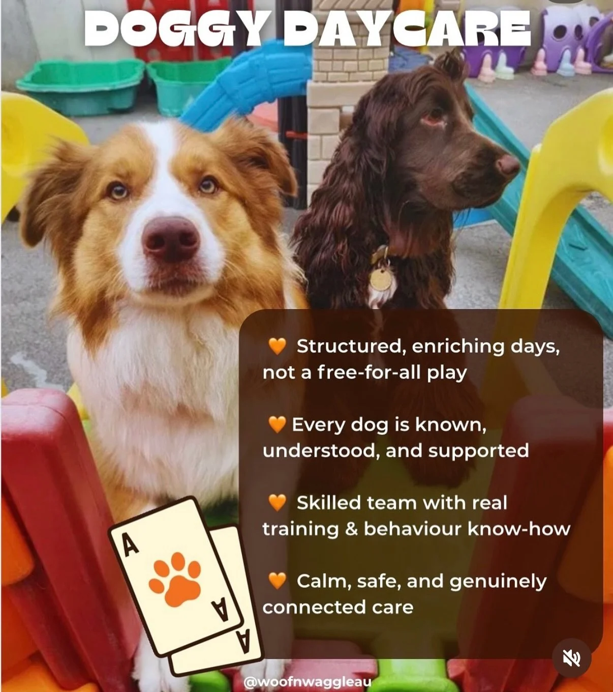 At Woof n&rsquo; Waggle, we&rsquo;re a doggy daycare &amp; more💛🐾

Whether your dog needs structured social days, confidence building, grooming support, or tailored training, we&rsquo;re here to support both you and your dog through every stage.

✨