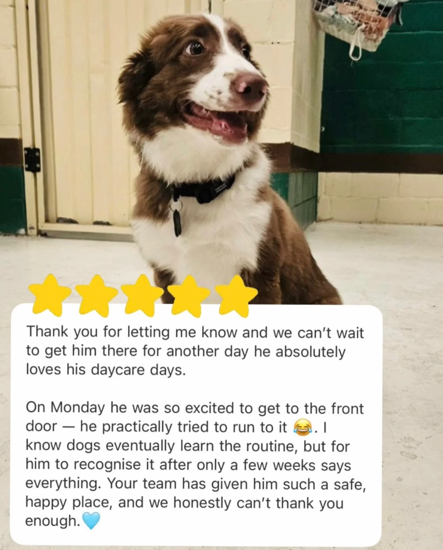 Some dogs take a while to settle into a new routine. Tokio had other ideas. 🤣💚🐾

His mum recently told us that on daycare mornings, he&rsquo;s already making a beeline for the front door, eager to get here. 👏🏻 It&rsquo;s one of our favourite thi