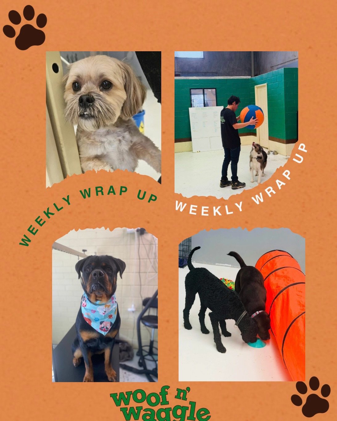 🐾💚 A week full of happy faces, beautiful energy, learning moments, and plenty of cuddles at Woof n&rsquo; Waggle. 💚🐾

This week we welcomed Kaito to the pack! 🐾 He settled in beautifully, taking his time to explore his surroundings, make some ne