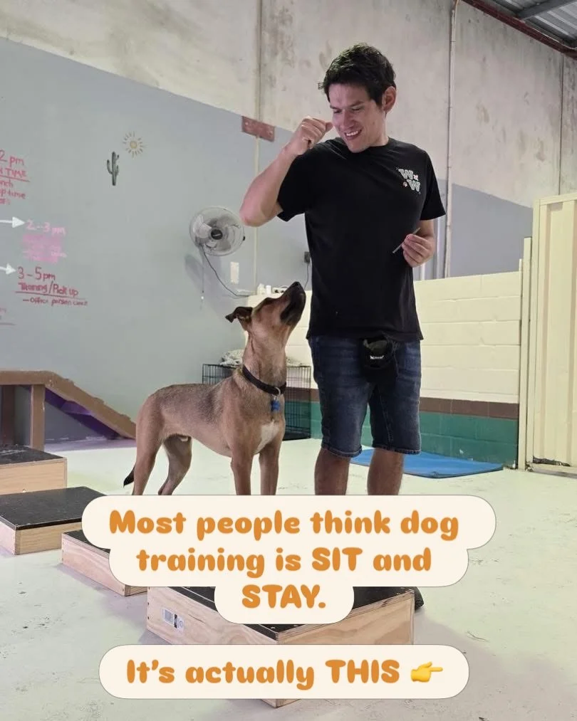 This is what training can look like. 💚

Not just &ldquo;sit&rdquo; and &ldquo;stay.&rdquo;But confidence. Focus. Calmness. 💤 Learning how to make good choices. 👏🏻

Whether it&rsquo;s a puppy learning how to settle, a teenager learning impulse con