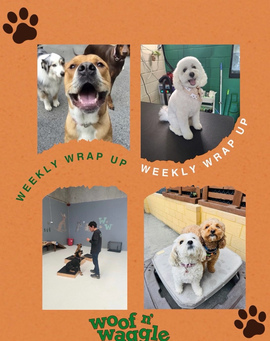 💚 Another wonderful week at Woof n&rsquo; Waggle! 💚🐾

This week welcomed a very special new member to the pack, Baymax! 🥰 We absolutely loved getting to know him and watching him settle into daycare life alongside his new friends.

Throughout the