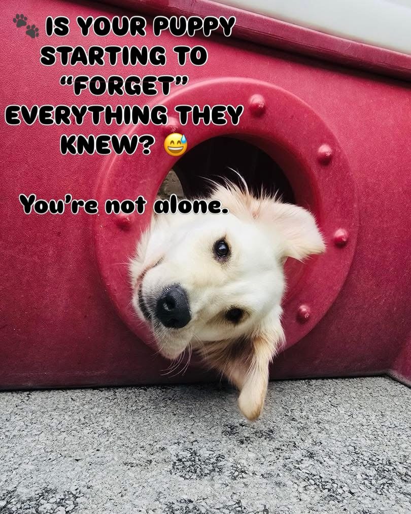 A lot of owners think they&rsquo;re doing something wrong when their dog suddenly stops listening between 6-18 months of age.

The reality? You&rsquo;re probably dealing with adolescence. 😅

This is one of the most important stages in your dog&rsquo