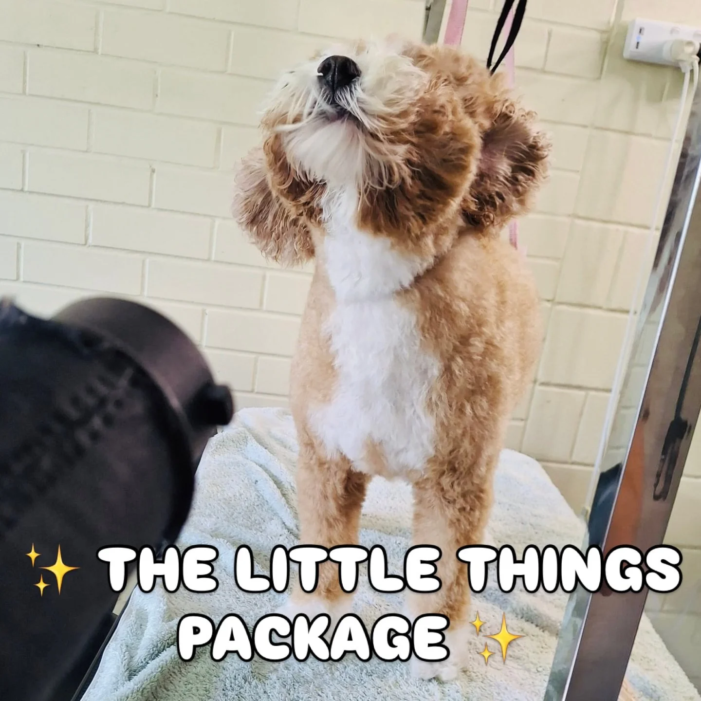 ✨ THE LITTLE THINGS - GROOMING PACKAGE✨

Sometimes it&rsquo;s the little things that make a big difference. 🐾

We&rsquo;ve introduced a new grooming service at Woof n&rsquo; Waggle called The Little Things. 🐶🐾

Perfect for dogs who don&rsquo;t nee