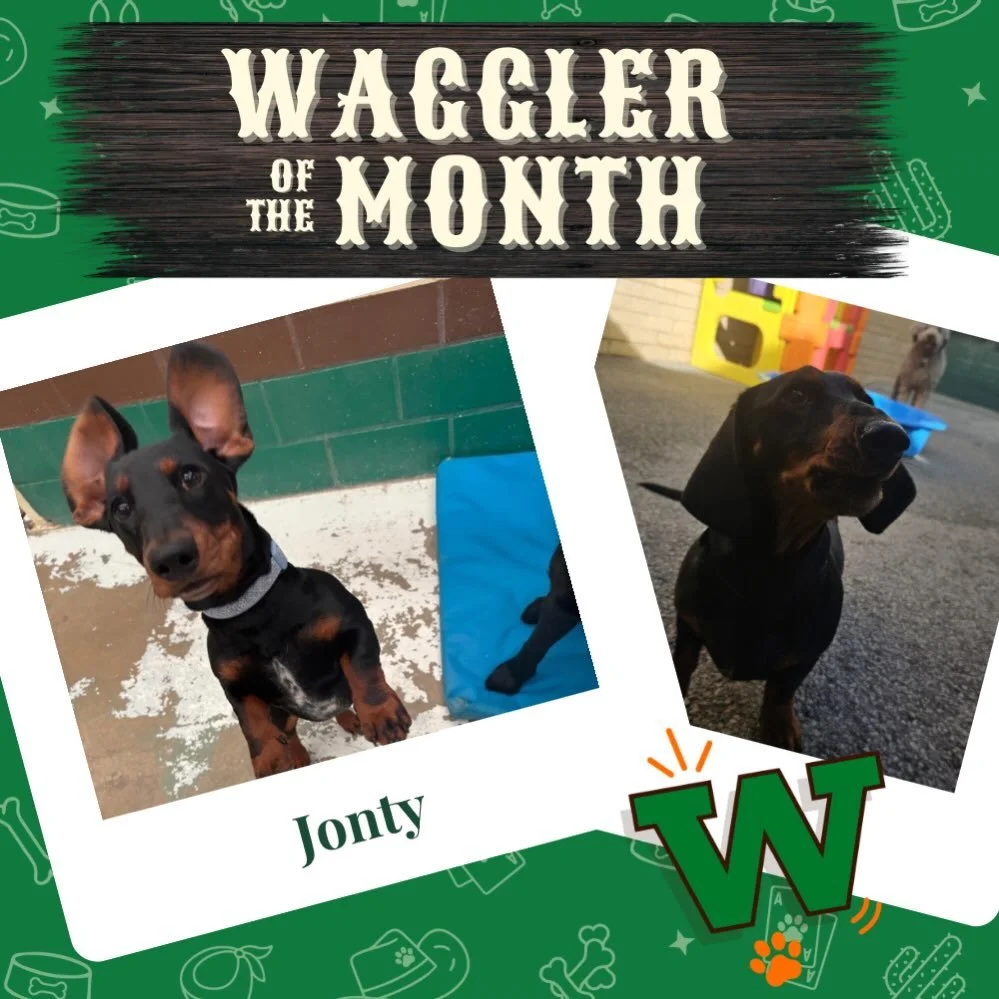 Introducing the Waggler of the Month 🥁 JONTY 🎉

This handsome sauage joined our pack when he was just a tiny baby 🥰, and we have been so lucky being able to watch him grow and mature into the big 1 year old that he is today 🐾.

Jonty always trots
