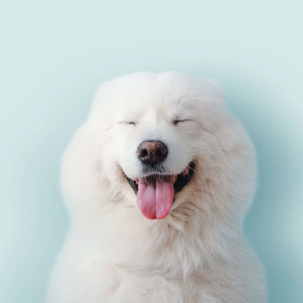 white-dog-banner.jpg