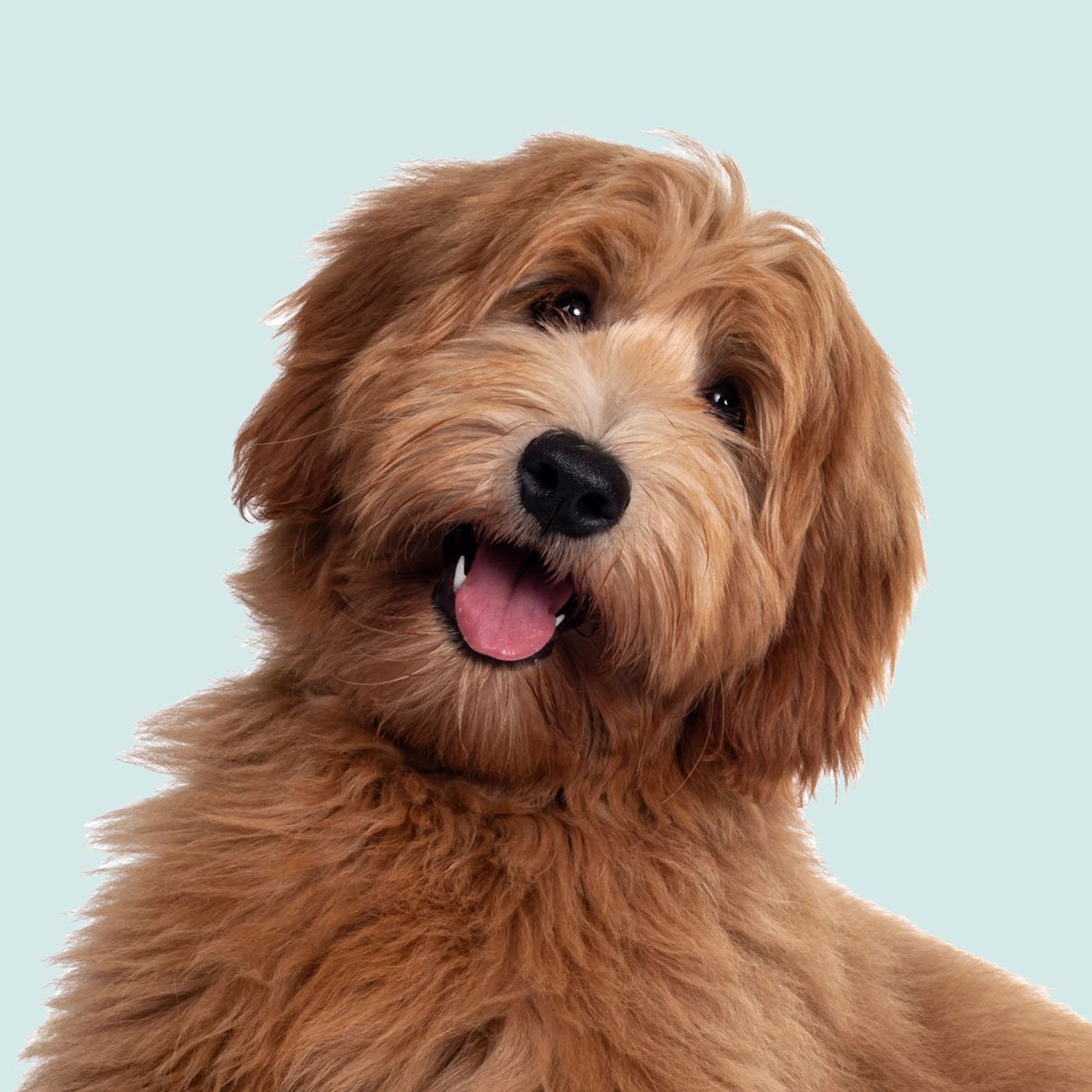 dog1.jpg