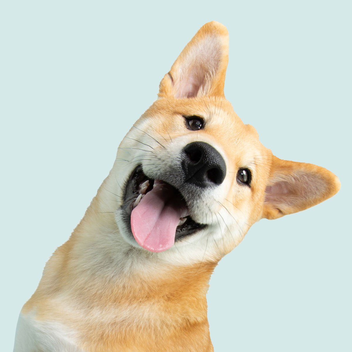 dog.jpg