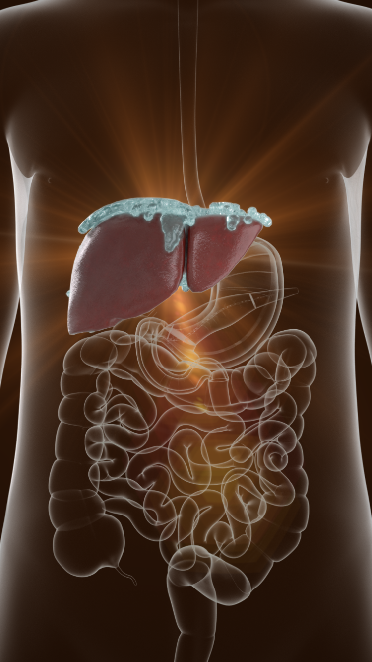 liver_7_tate_7_gold liver_tate_sogo_2025-09-25_03.55.29.png