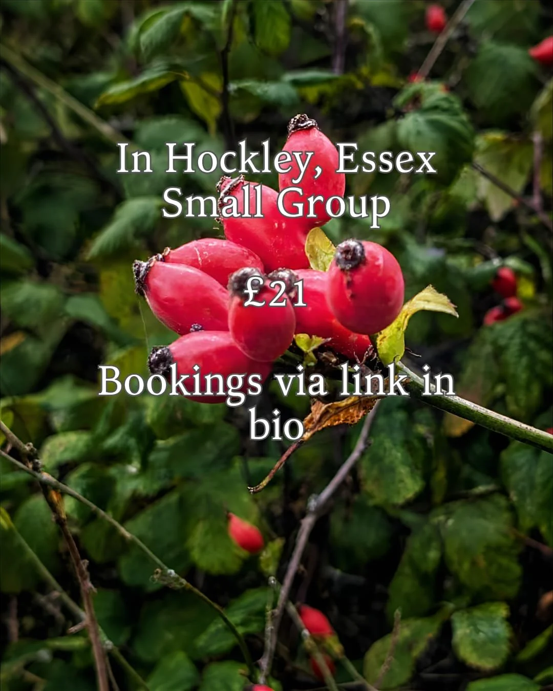 foraging 3.jpeg