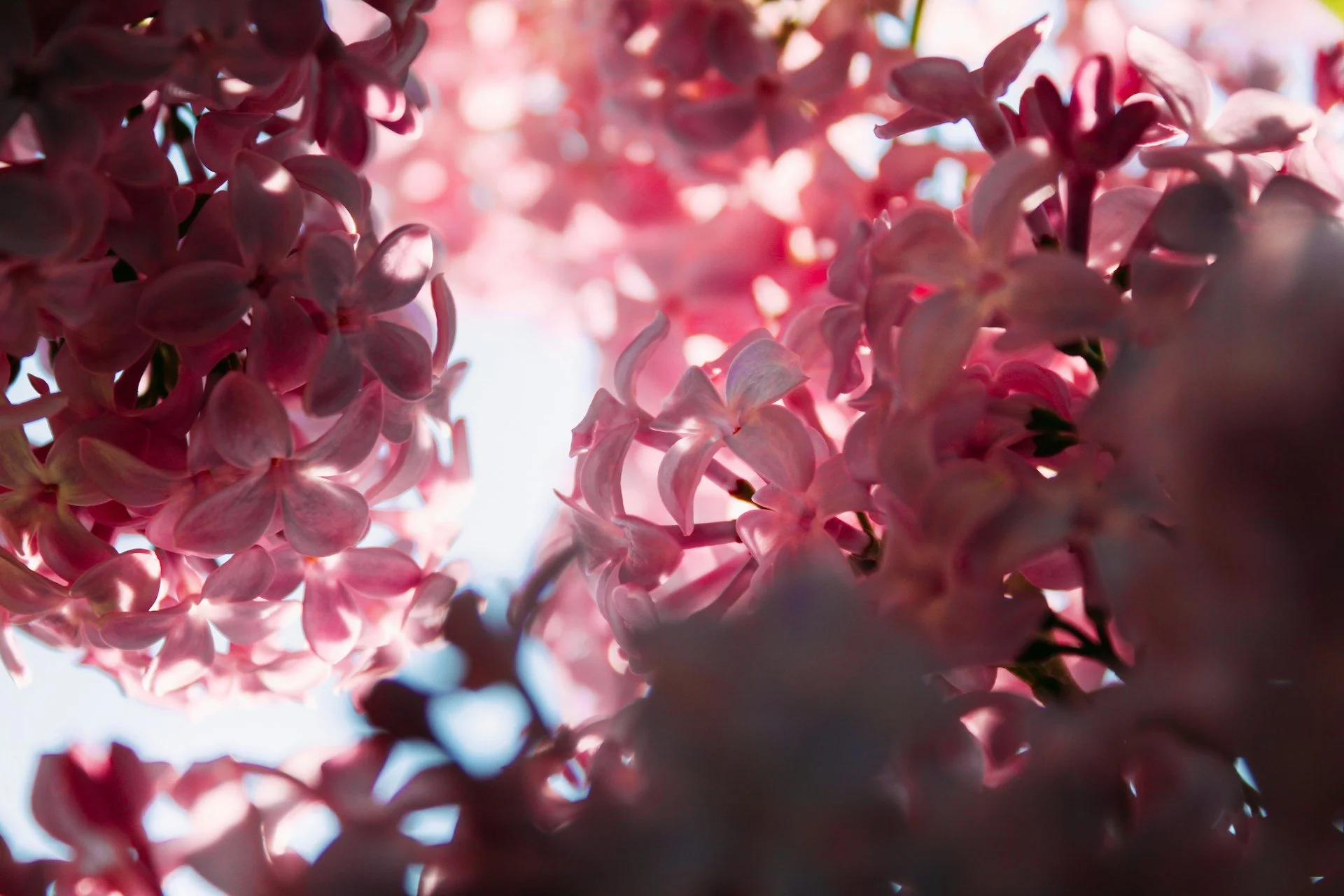 Trauma, the Nervous System & Self-Compassion: A Gentle Guide for the Healing Journey