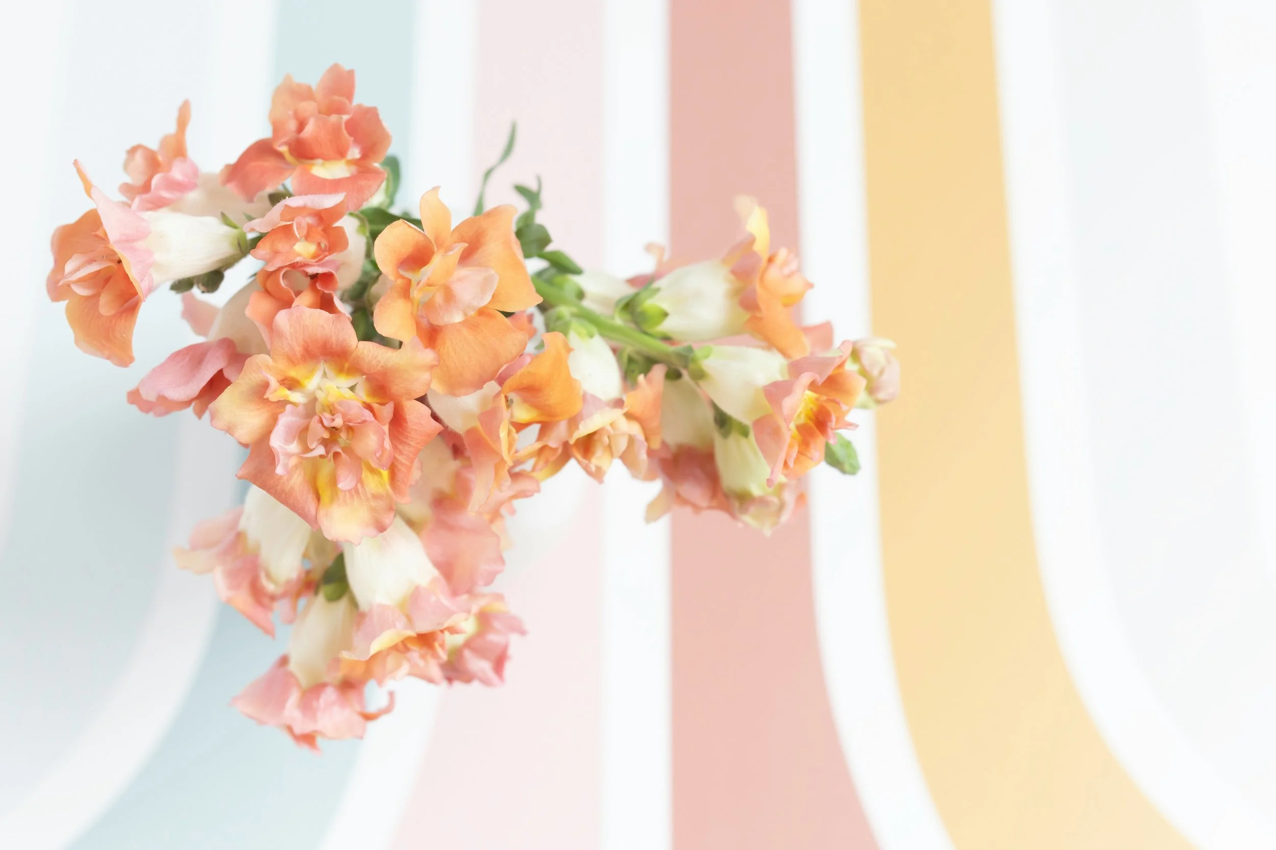 When Safety Was Found in Being Right, Busy, and Nice