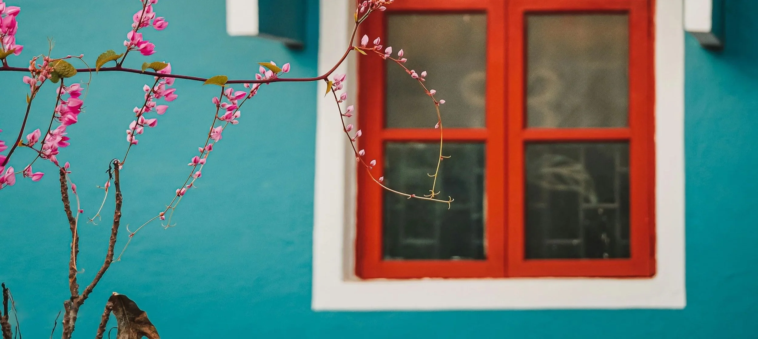 Pink flowers on a branch in front of a teal-colored wall with a red-framed window.