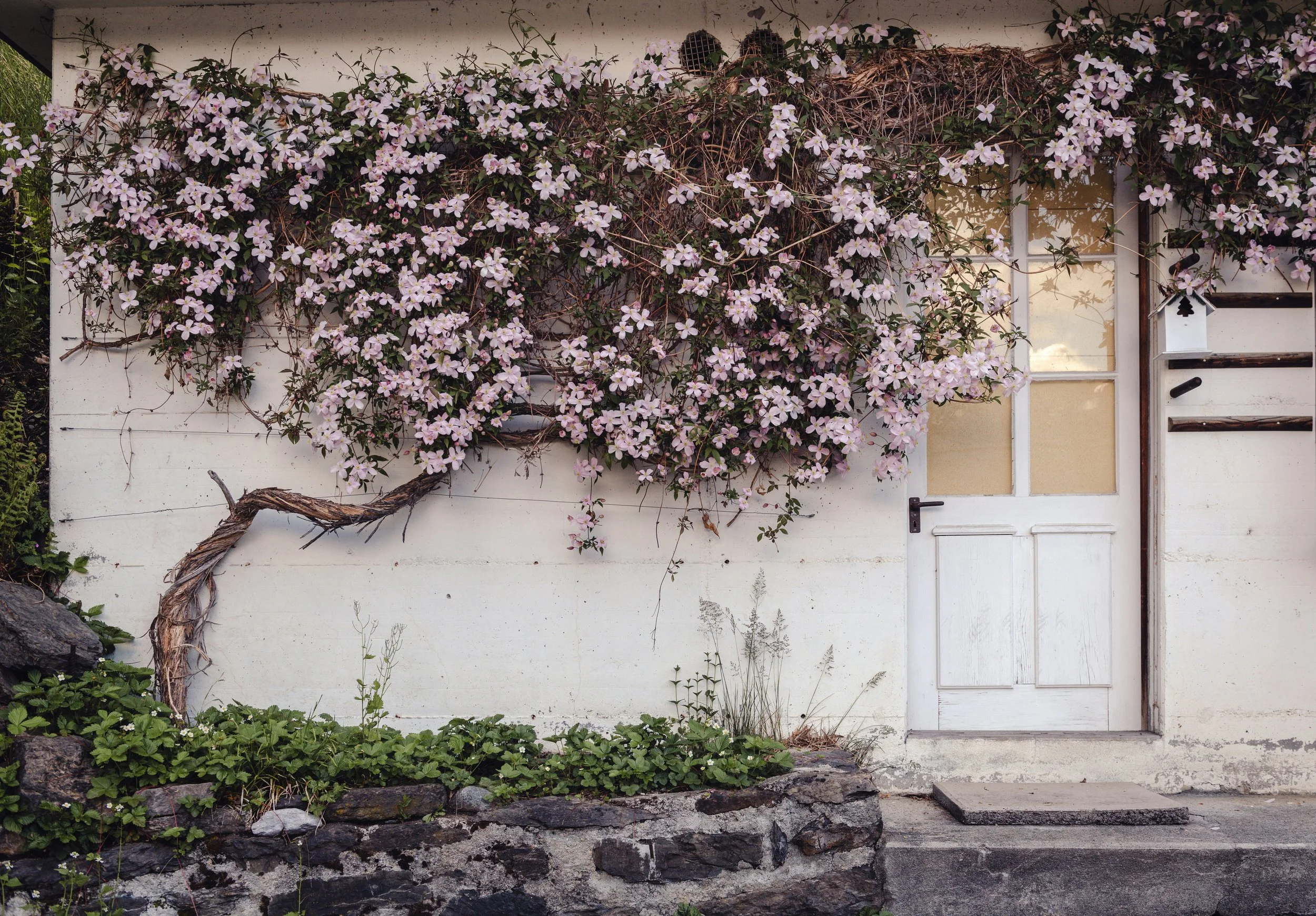 Exterior white wall of a building with a white door, surrounded by blooming purple and white flowers, a small garden below with green plants, and a twisted tree branch leaning against the wall.