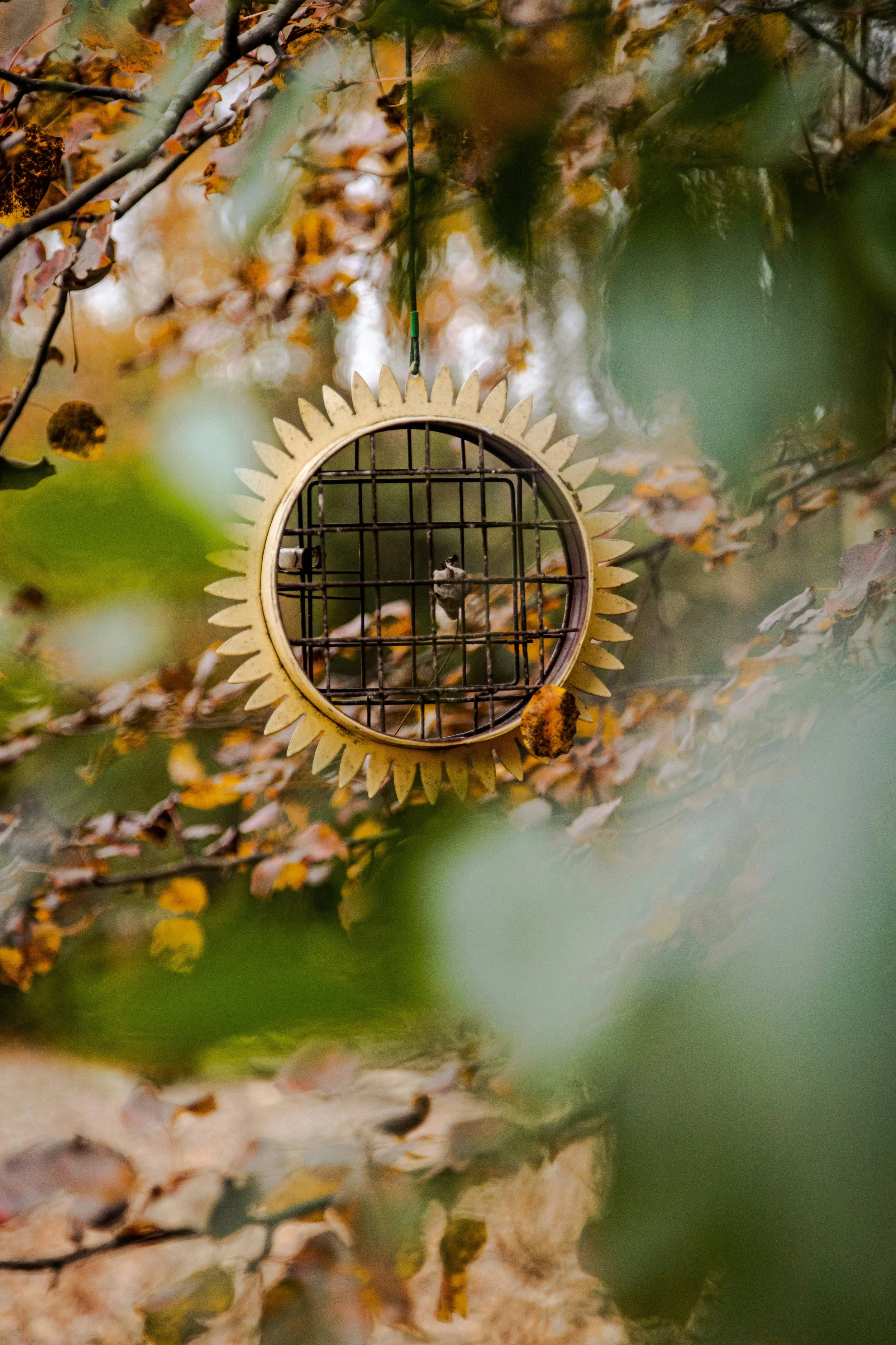 Bird feeder with a sunflower-shaped frame hanging among autumn leaves and branches.