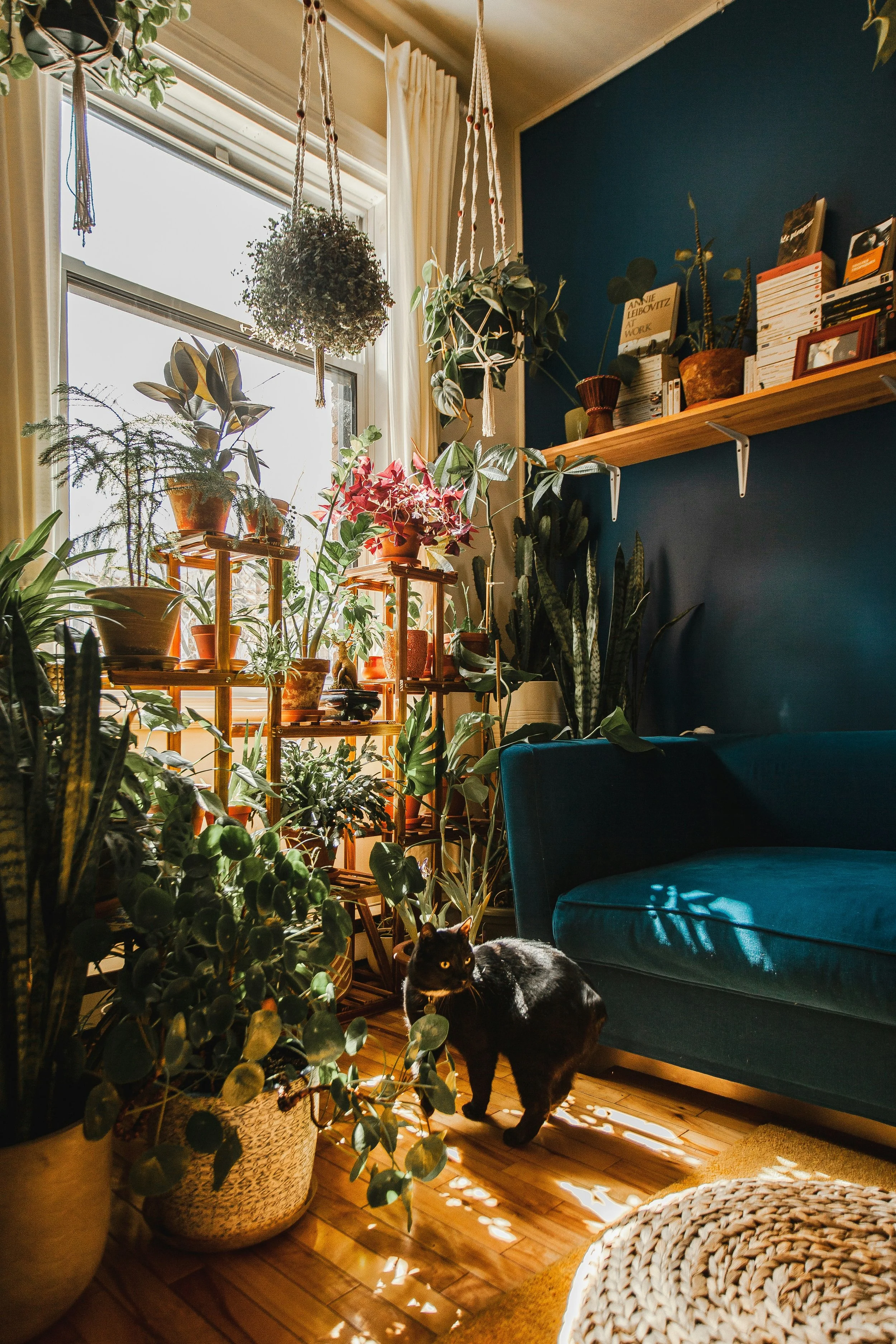 Sunlight streams through a window, illuminating a cozy interior filled with numerous houseplants on shelves and on the floor, including a potted fern, pothos, and other leafy plants. A black cat with glowing eyes is standing on wooden floorboards near a blue upholstered sofa and a woven rattan ottoman. A wooden shelf with books and potted plants is mounted on a dark blue wall.
