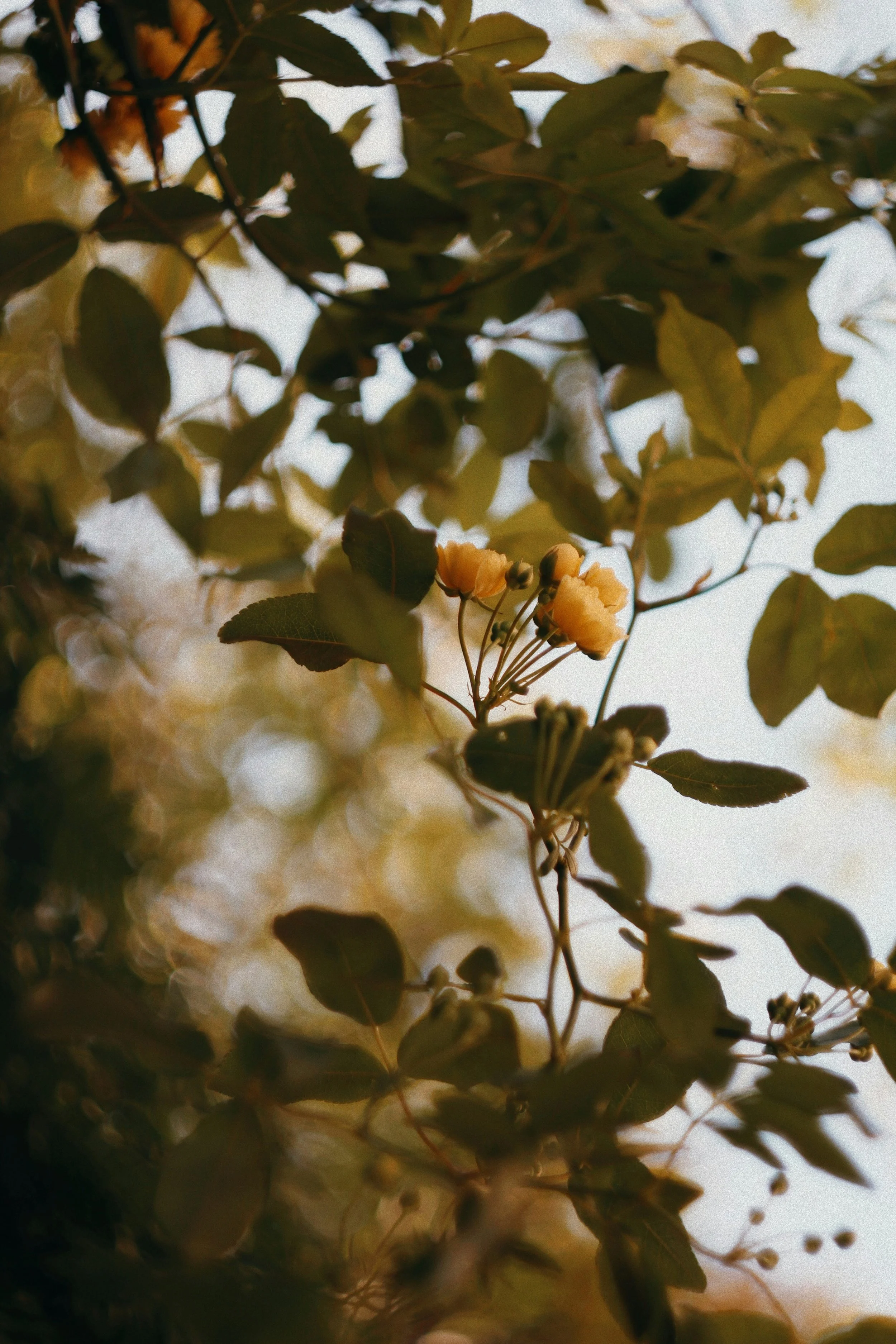 Close-up of yellowish flowers and green leaves on a tree branch with blurred background.