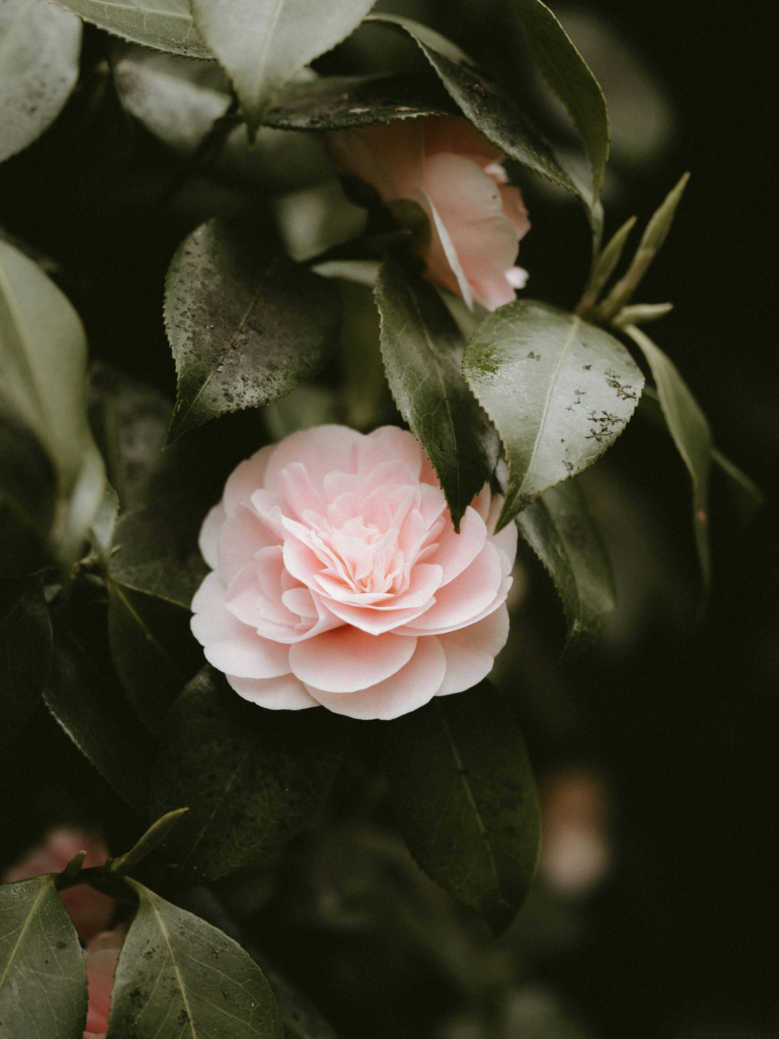 A soft pink camellia flower blooming among dark green leaves.