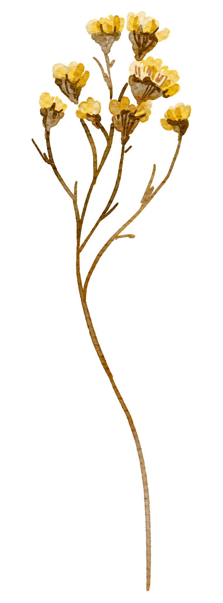 A watercolor illustration of a small bouquet of dried yellow flowers with brown stems and buds in a yellow vase.