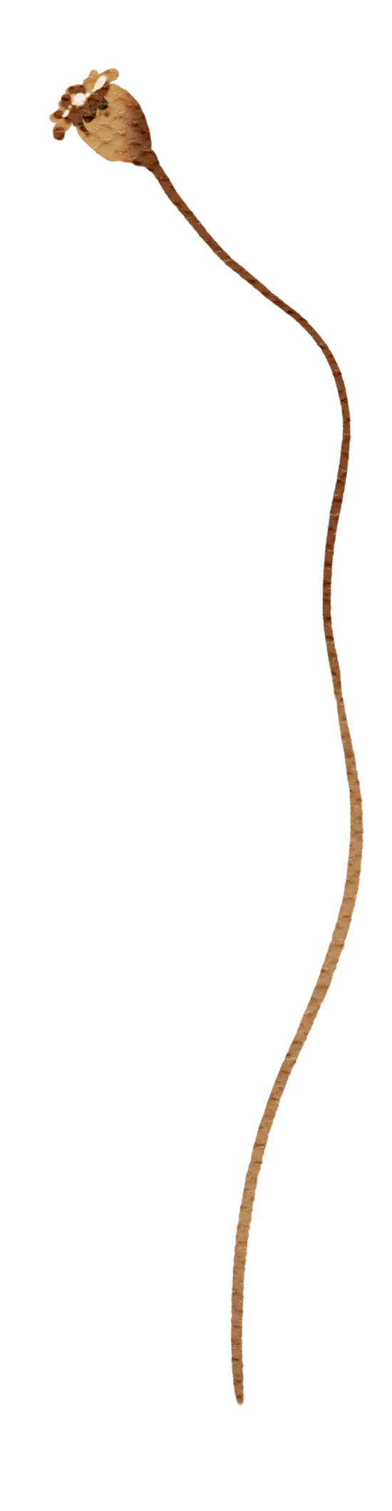 A close-up of a single germinated seed with a long, thin root and a small, round seed coat.