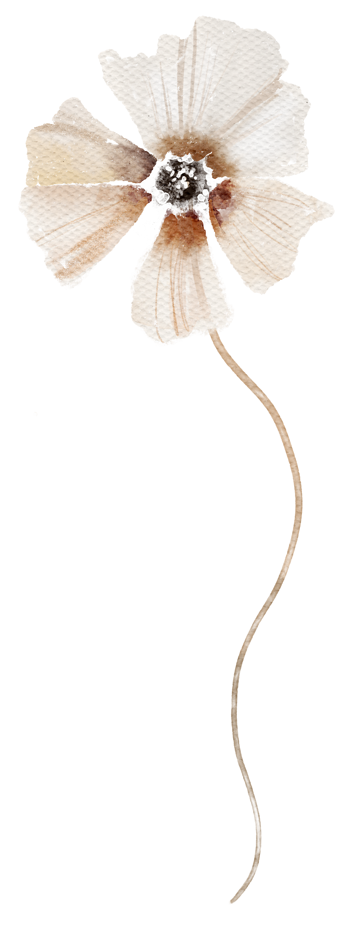 A watercolor illustration of a flower with pale beige petals, a dark center, and a long, curved stem.