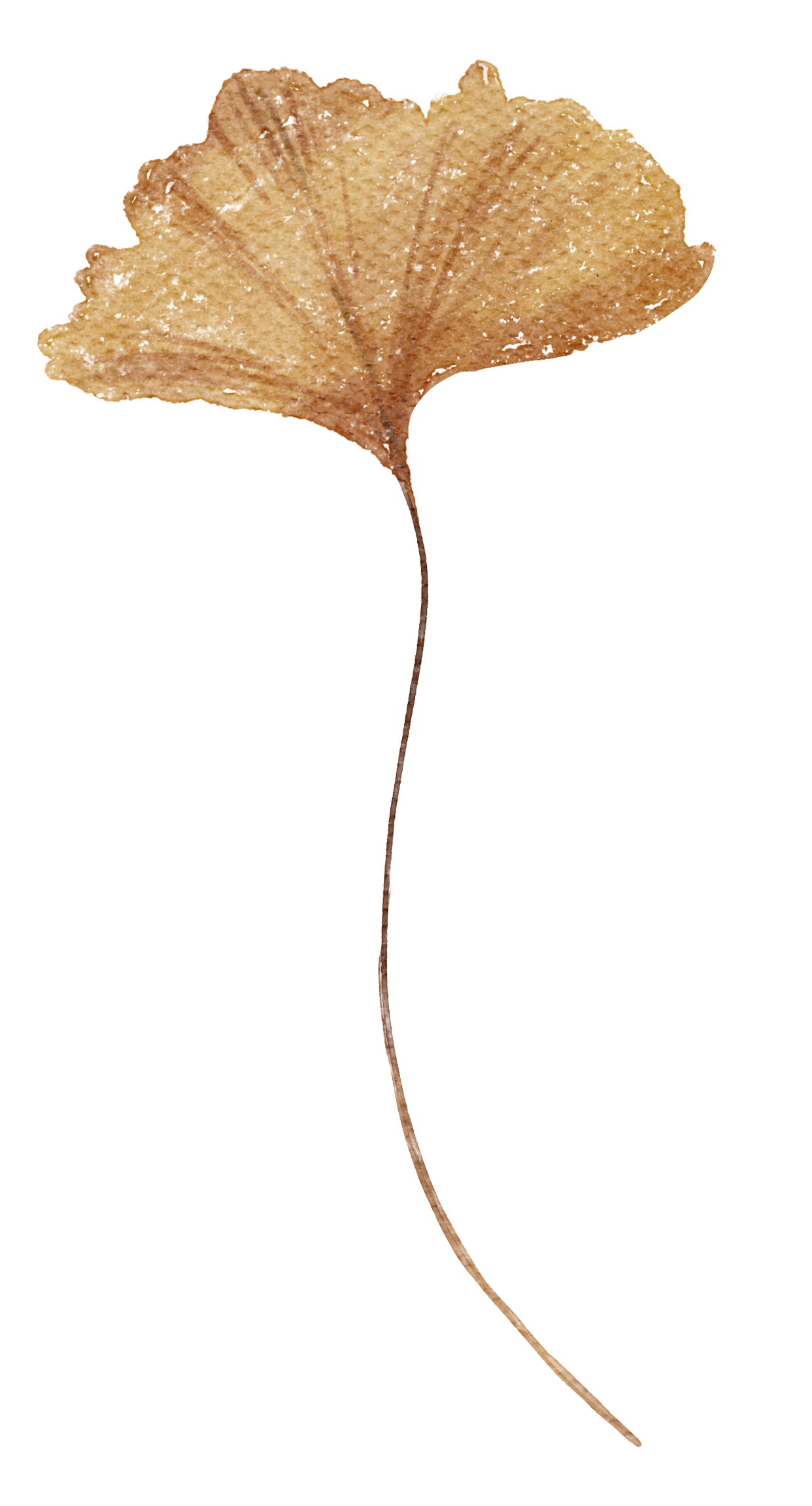 A dried ginkgo leaf with fan-shaped lobes and a long, narrow stem.