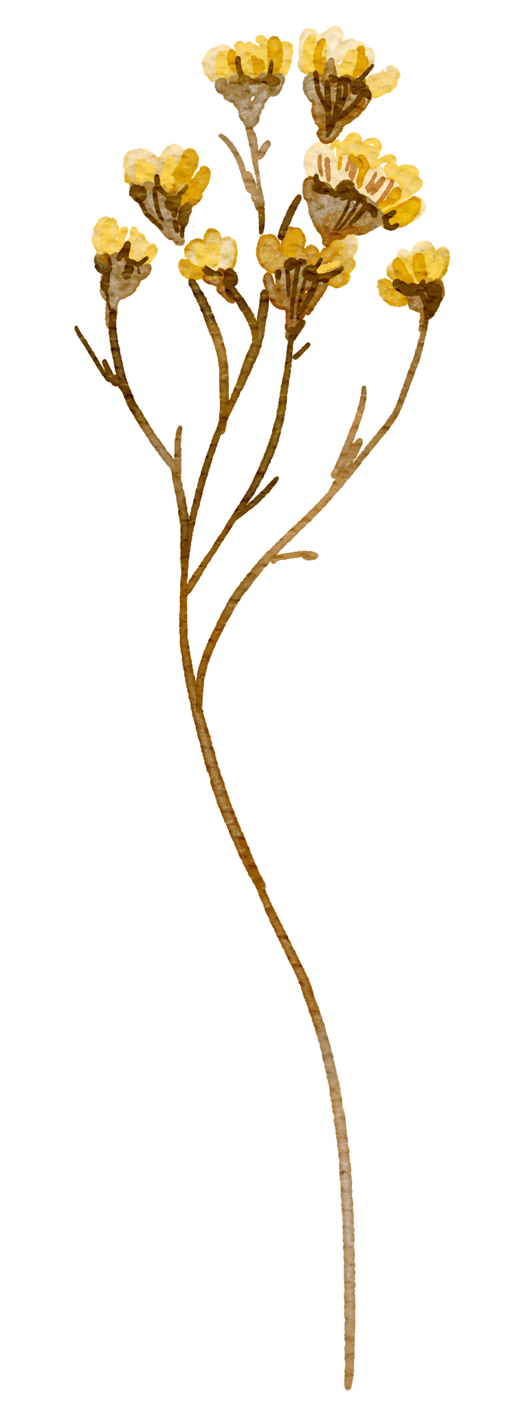 Watercolor illustration of a yellow flowering plant with multiple blossoms and brown stems.