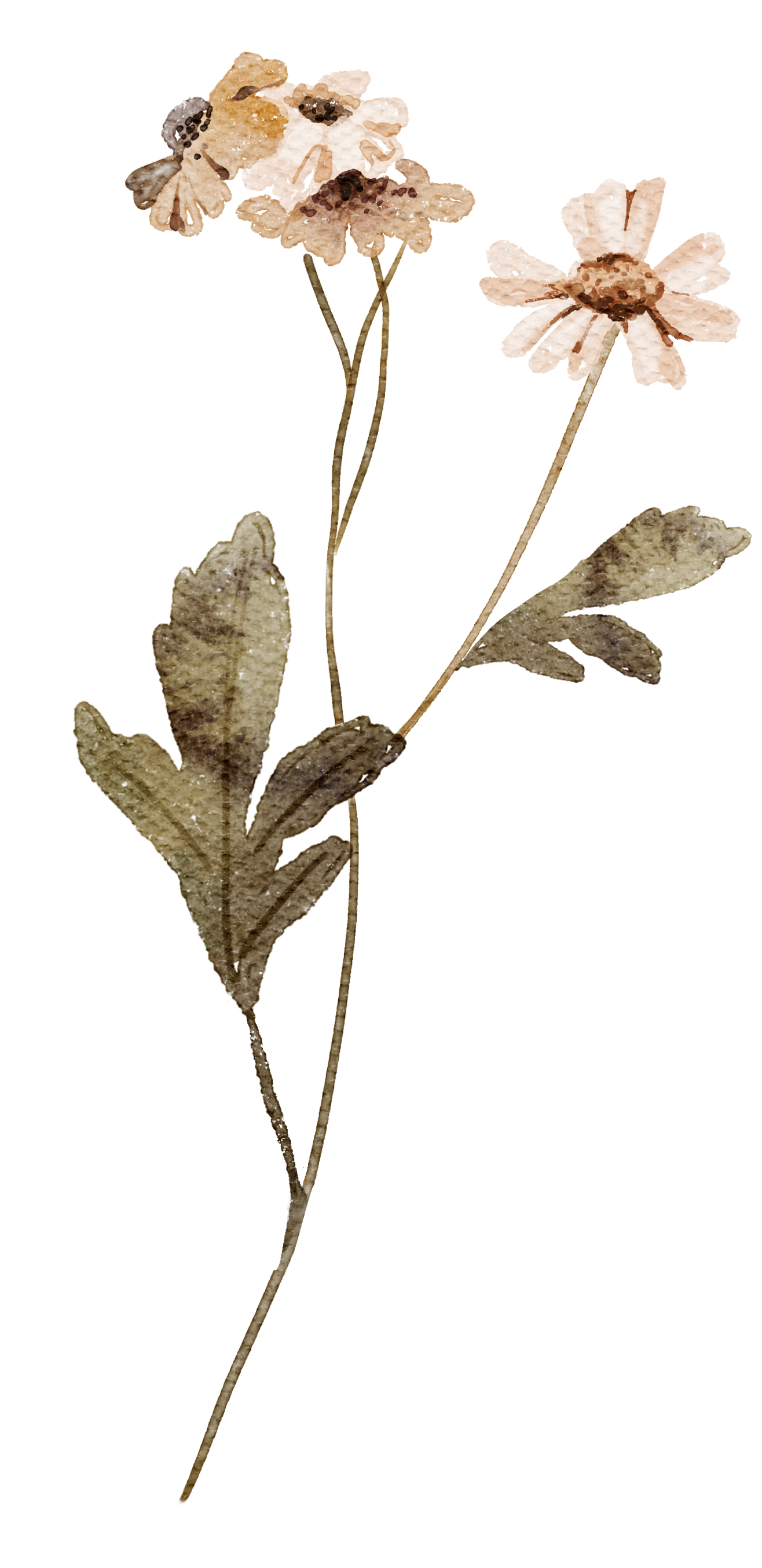 Watercolor illustration of a flower with light pink petals, brown center, and green leaves on a long stem.