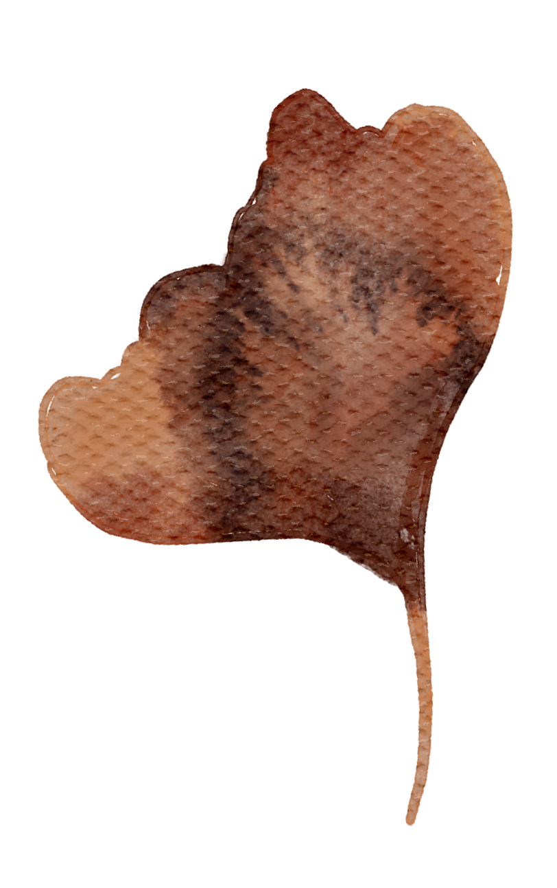 Close-up of a leaf with an uneven shape and reddish-brown coloring.