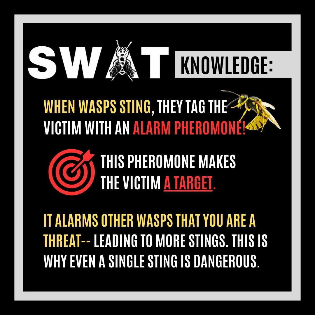 SWAT, Hitting you with some 𝐅𝐀𝐂𝐓𝐒 🤓💯🐝 [tell your friends📣]