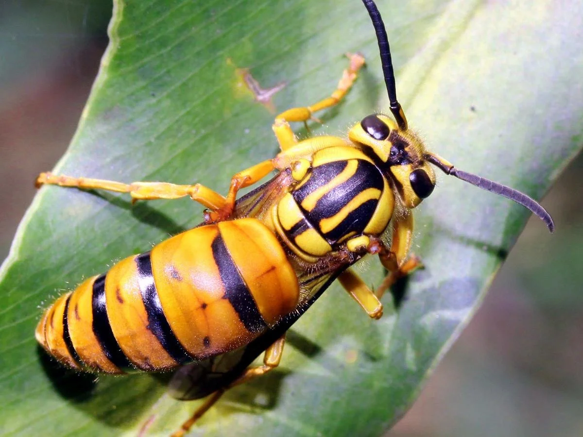 How to Spot a Queen Wasp in Spring (and Why You Should Act Fast)