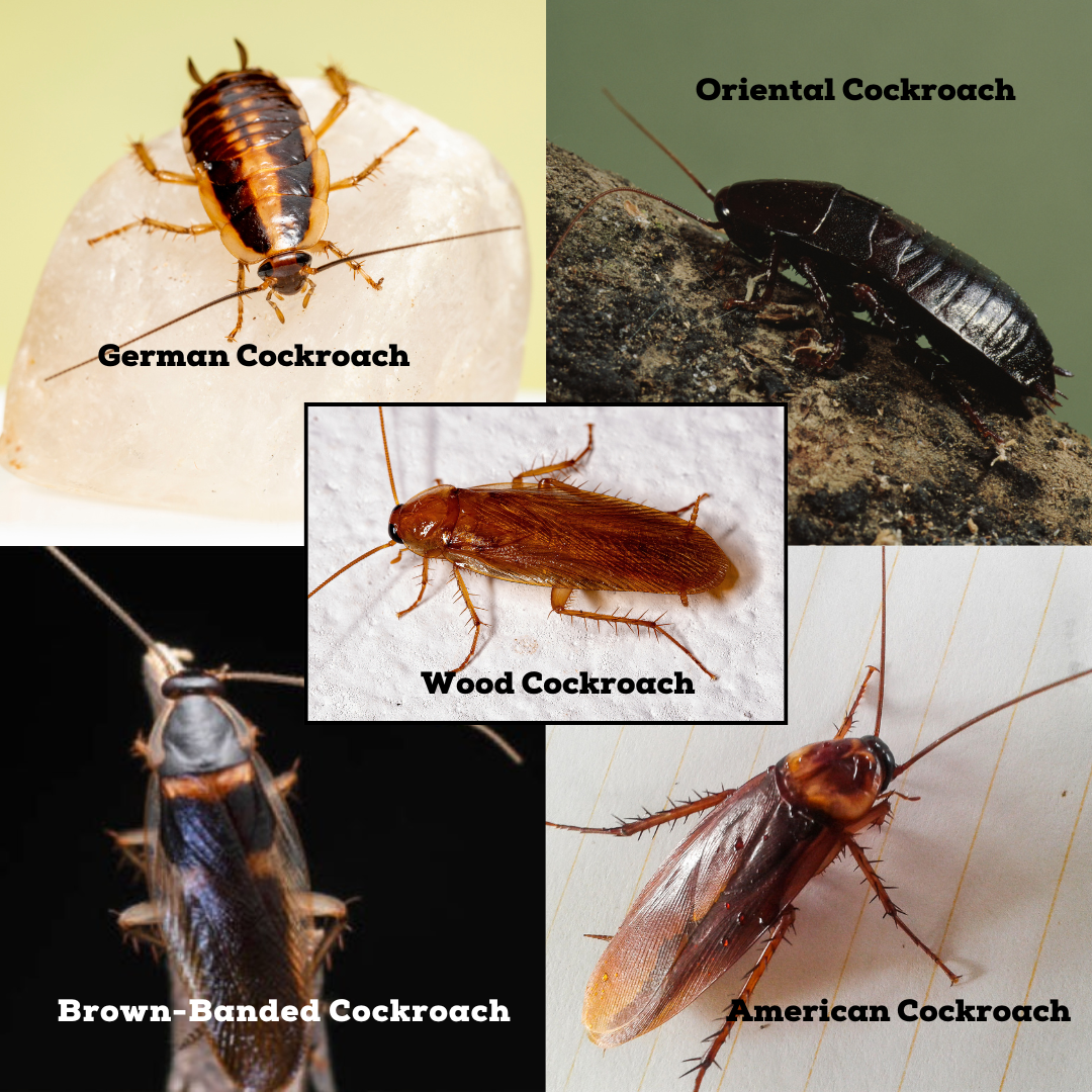 Cockroach German Roaches — SwatPestControl