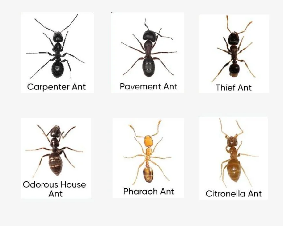 Common types of ants found in Pennsylvania including carpenter ants, pavement ants, and odorous house ants. SWAT Pest Control Ant Exterminator