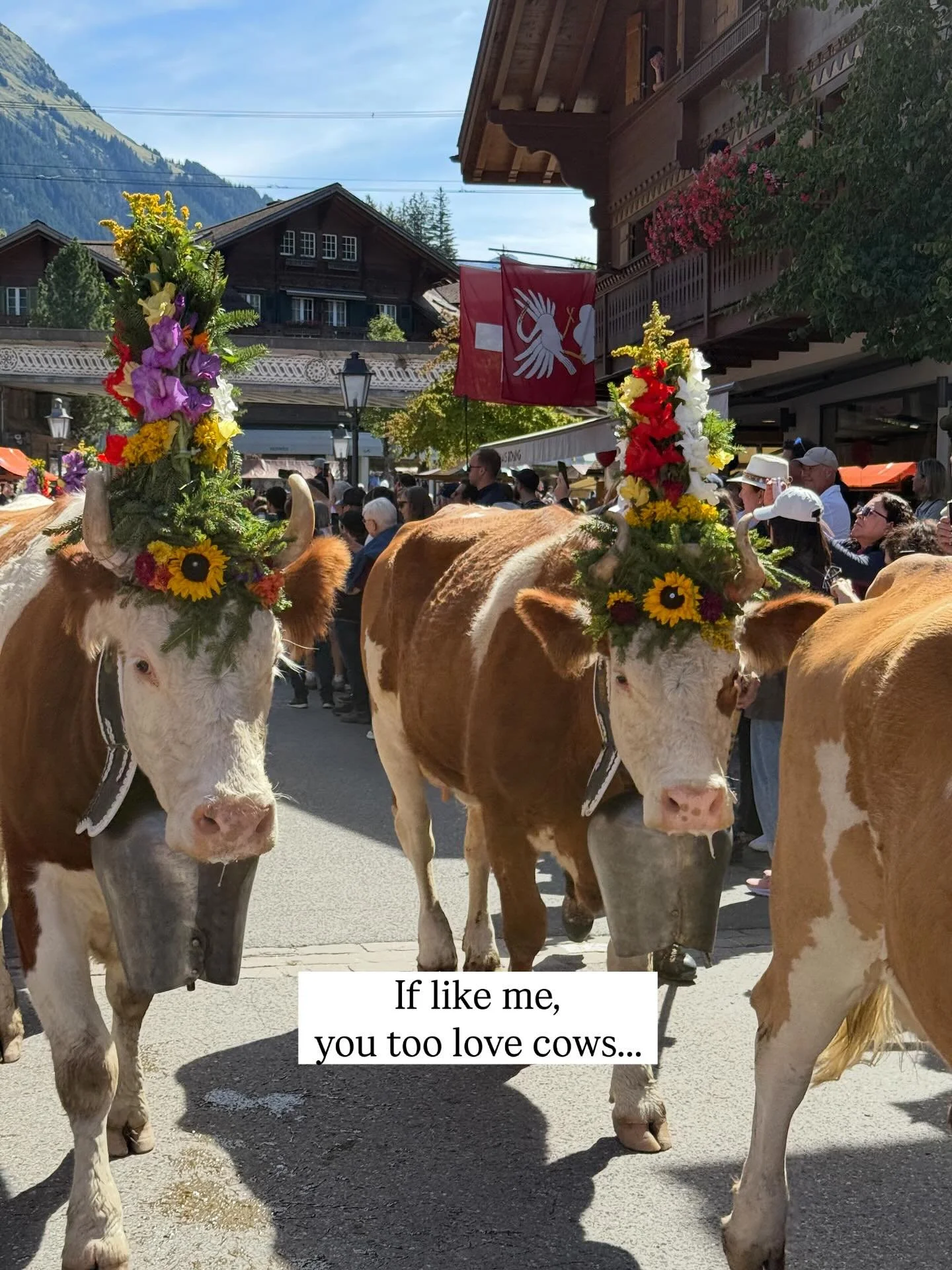 If you know me, then you know I LOVE Cows!! 🐮 

It&rsquo;s not just their adorable sweet faces, I always feel that they have a calmness about them, would you agree? 

Cows, charming Swiss villages, stunning alpine scenery, and fresh mountain air, el