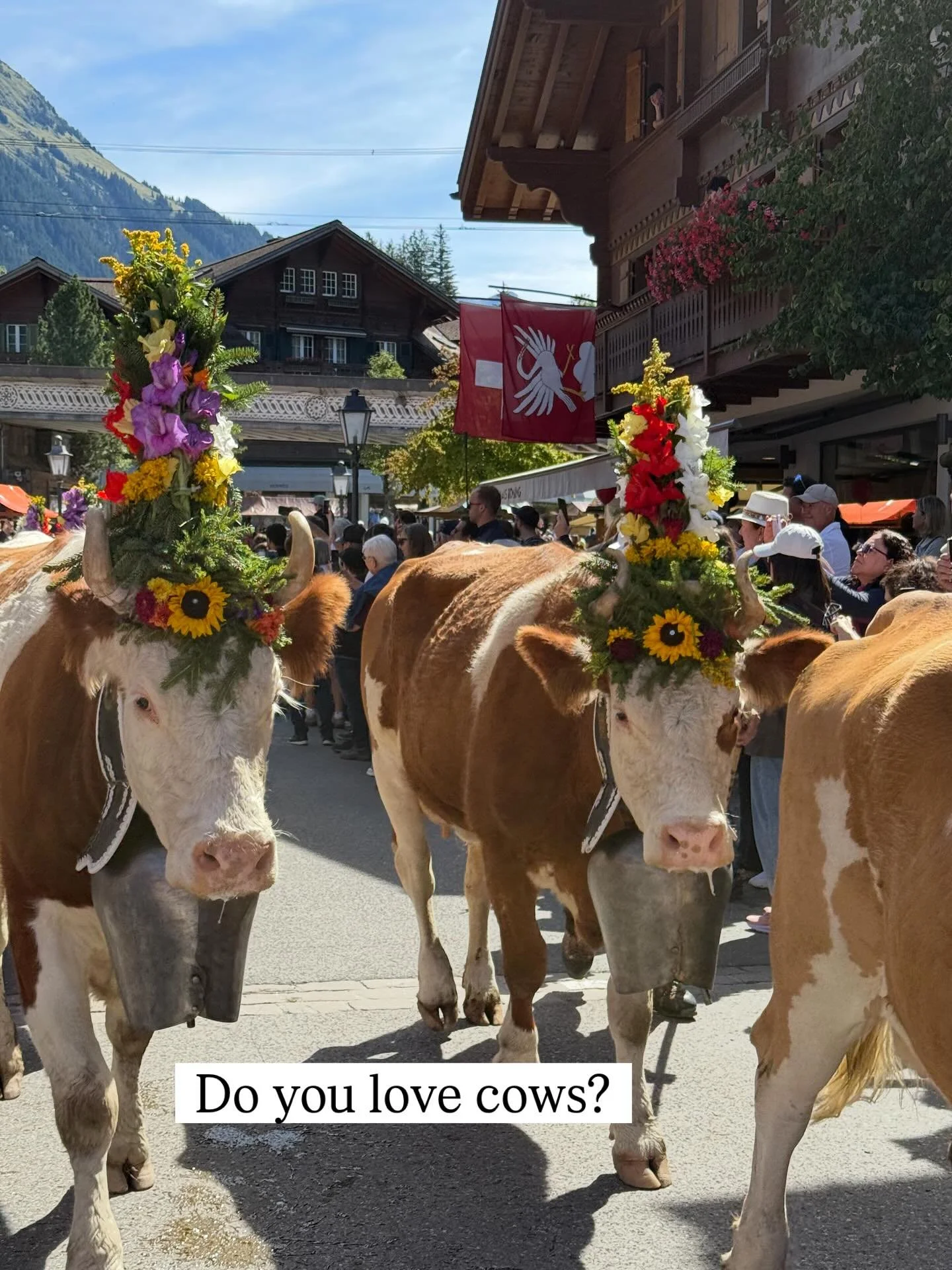 If you know me, then you know that I LOVE cows!🐮 

It&rsquo;s not just their sweet faces but I feel they have a sense of calm about them. Would you agree? 
 
Cows, charming Swiss villages, stunning alpine scenery, fresh mountain air, unique GoldenPa