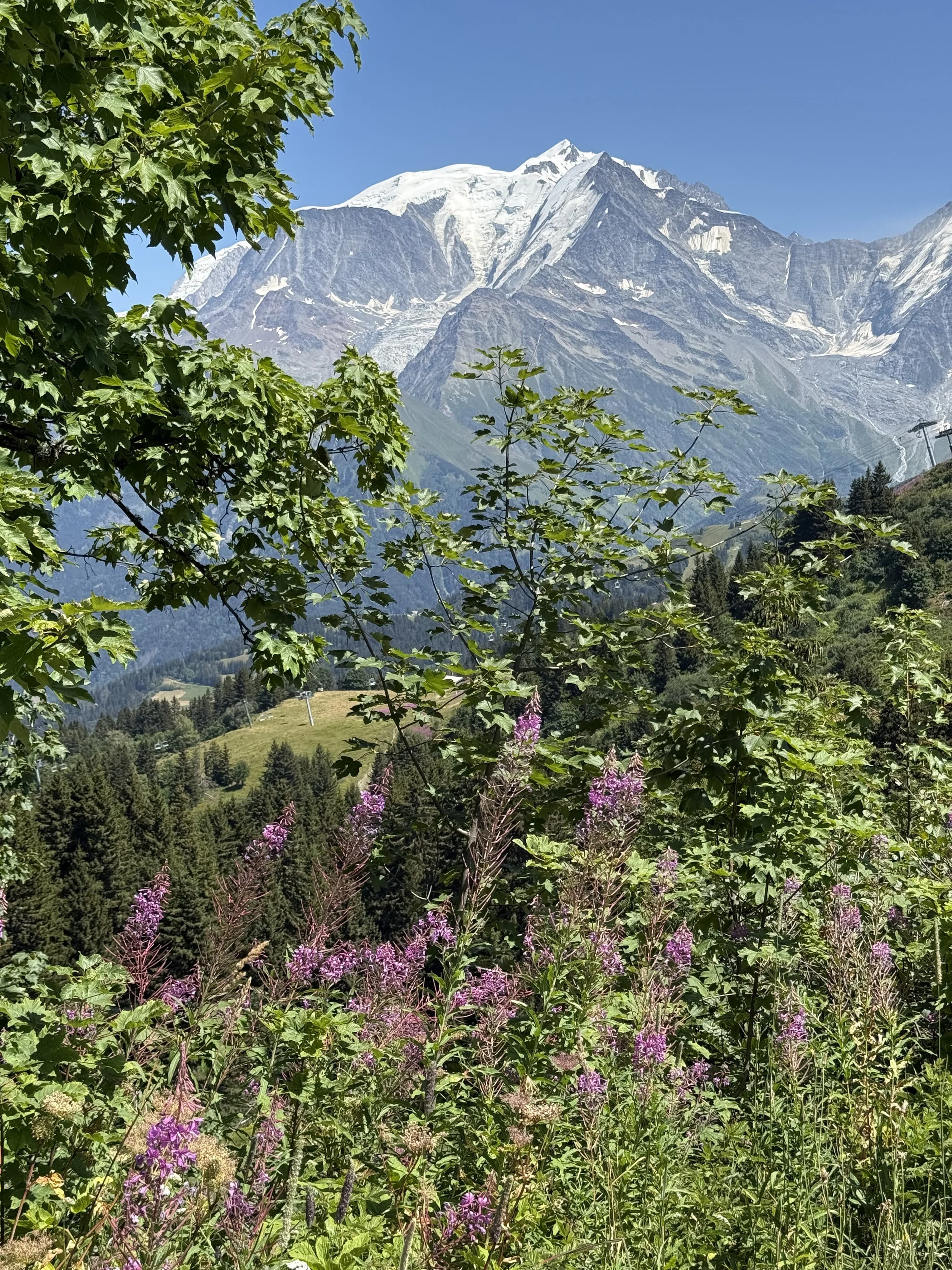 IMG_2071.jpeg