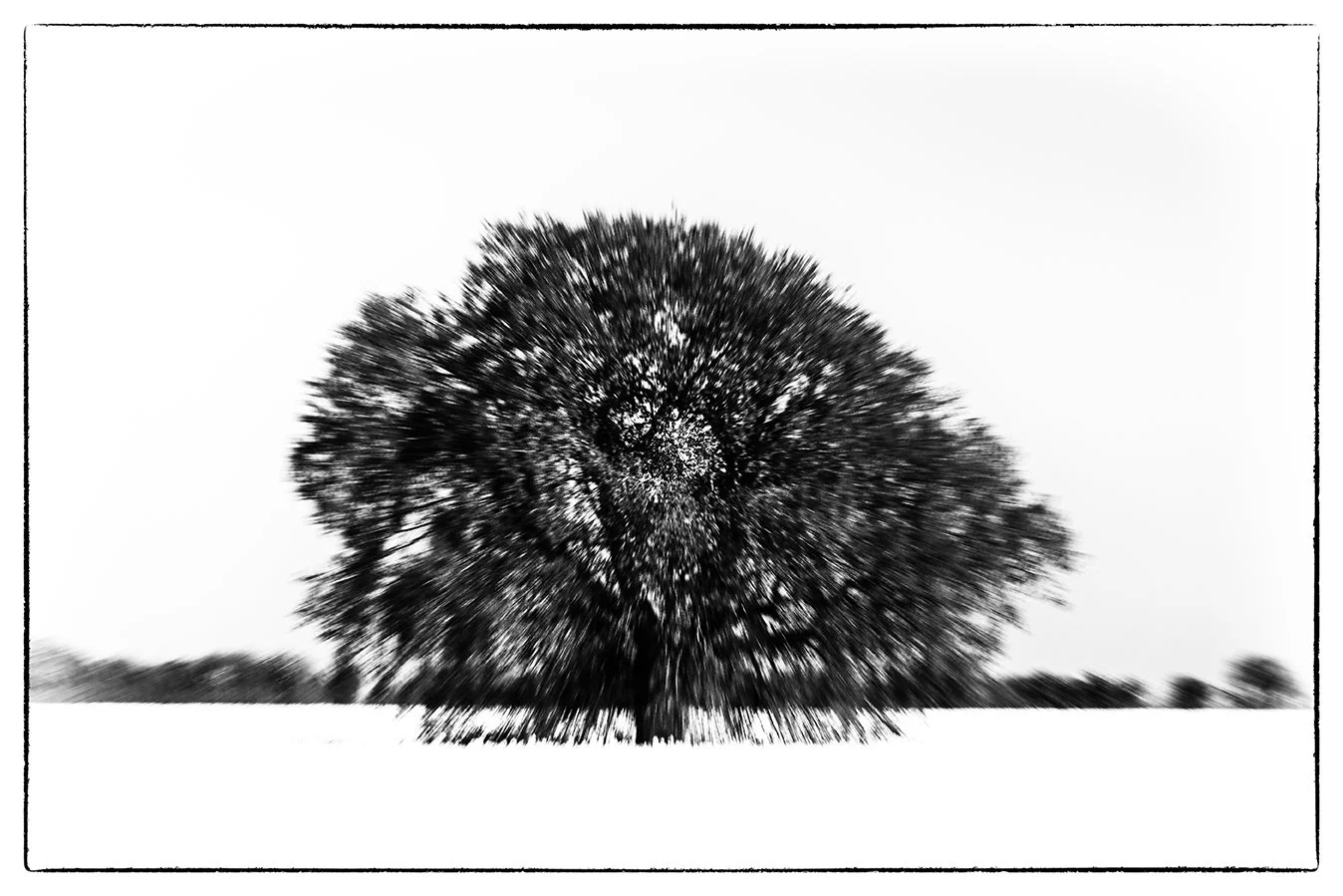 bnw photography photographer fine art giclee prints limited edition bristol trees awarded images
