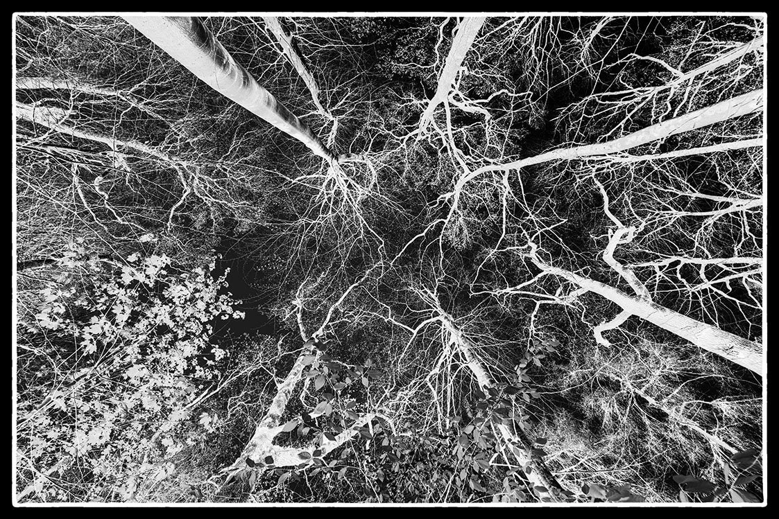 collective bristol photographer photography black white bnw fine art giclee prints award winning trees open edition don hooper landscape woods forest minimalist