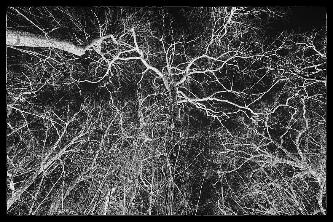 entangled bristol photographer photography black white bnw fine art giclee prints award winning trees limited edition don hooper landscape woods forest minimalist