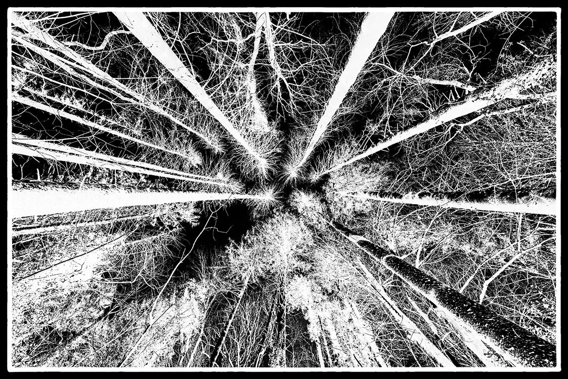 bristol photographer fine art photography bnw black and white giclee prints trees encircle