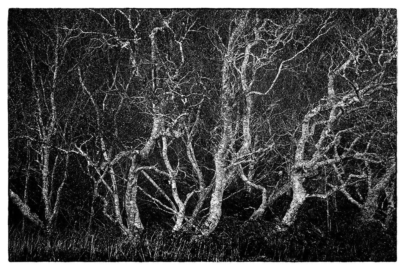 bnw photography photographer fine art giclee prints limited edition bristol trees awarded images